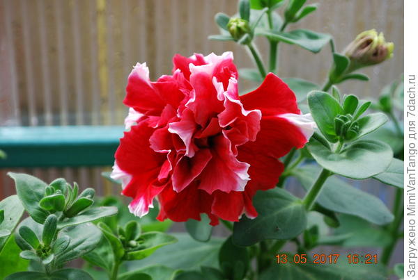 Победителям и всем участникам конкурса.Все хороши,как действительно выбирать...