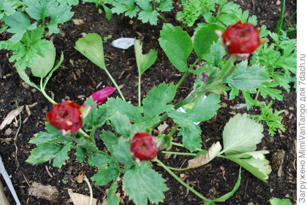 Тоже сегодня