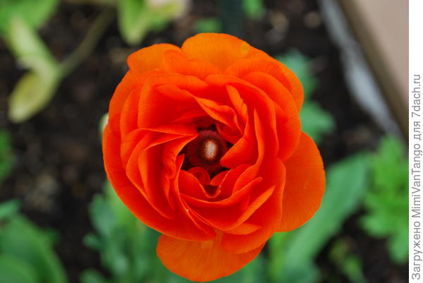 эта тоже сегодня