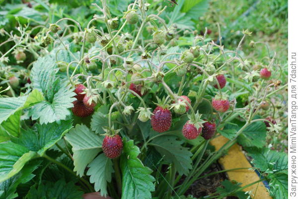 Ягоды достаточно много.