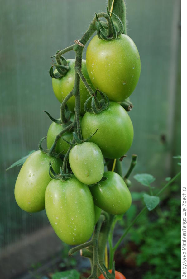 Моя империя.