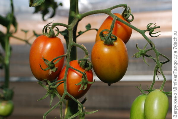 Спелые собрал,остались такие...А так ярко розовые,почти красные.