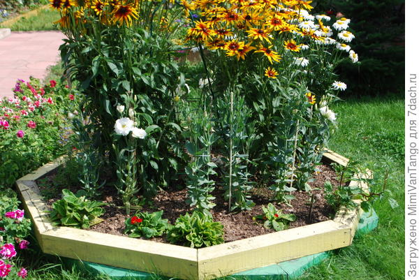 Вот клумба,почва в ней чернозём,оно ни разу не копалась.