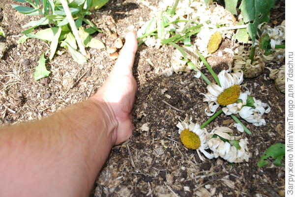 свободно втыкаю в неё ладонь.