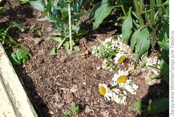 так выглядит поверхность почвы,замульчирована конским навозом.