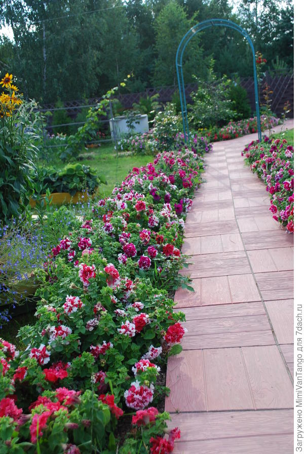 Ну все цветут,их же по несколько штук одного вида