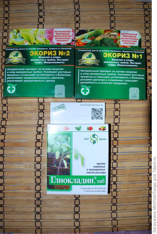 Экоризы-микоризы.