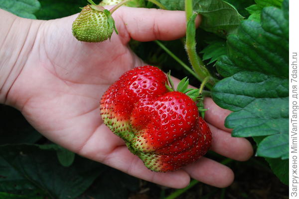 Не буду искать более эффектные фото...