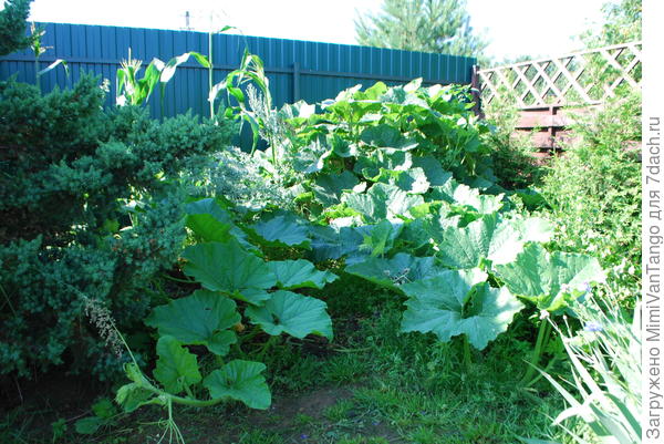 Это примерно через месяц,лета у нас не было,но кукурузу ели в конце августа,правда урожай был хуже чем в прошлом году.