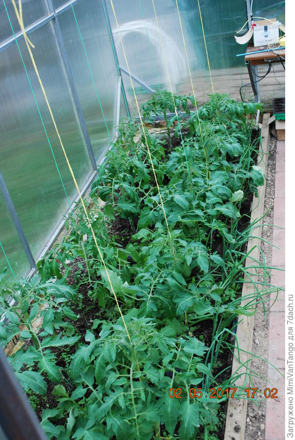 Вот рассада 2 мая,примерно через 1,5 недели после высадки