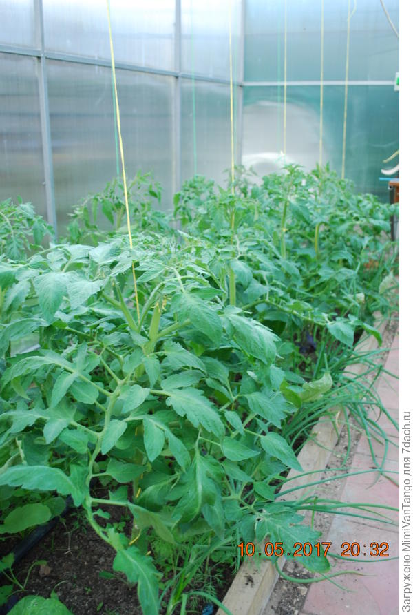 Она же через неделю.Мне кажется не особо вытягивается,да и растёт нормально.