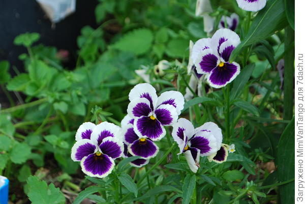 Насеялось много семян