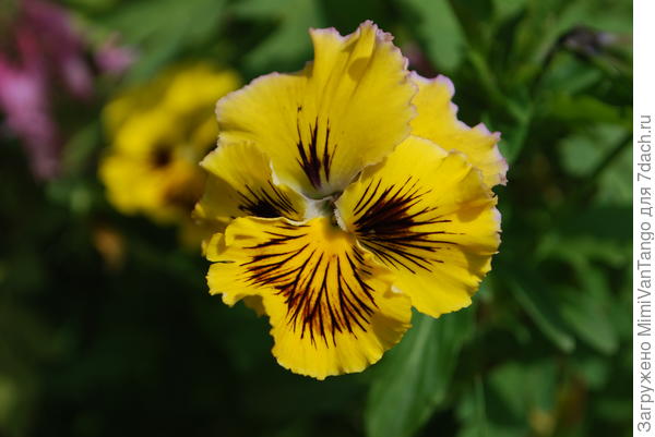 В этом году буду сеять снова,уже другие сорта.