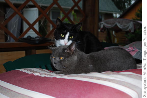 У нас всего два кота!Очень дружат,ну очень!