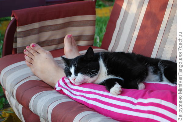 Обожает хозяйку...