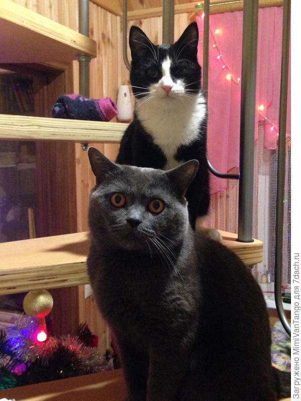 Часто вместе...