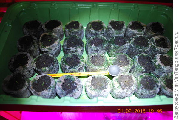 Посевы от 9 января.