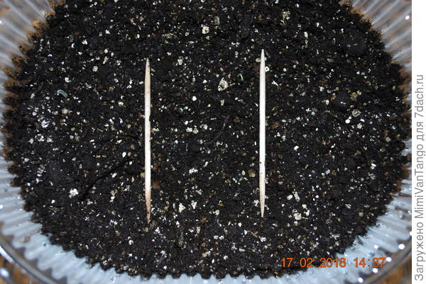 Я вообще,вот в такие мизерные высеваю,жду два-три листика(настоящих),затем пикирую.