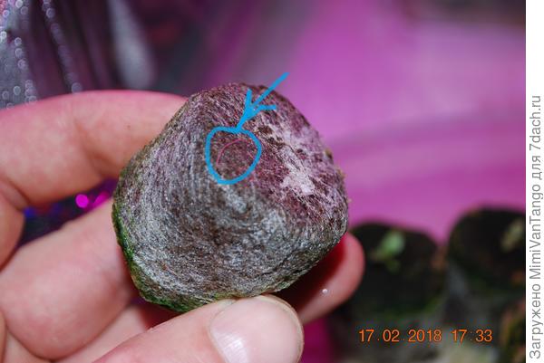 Первые признаки что пора-появление корешков сквозь сеточку.