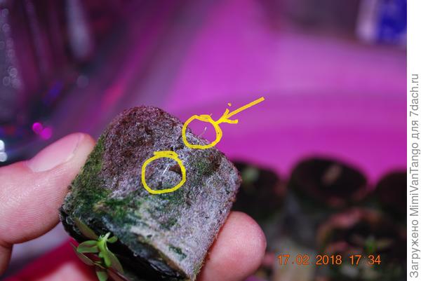 На этой уже два!