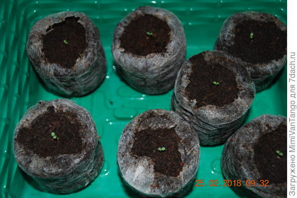 Всходы 25 февраля.