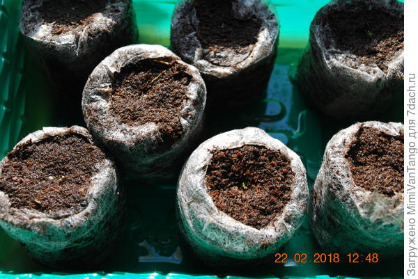 Всходы 22 февраля