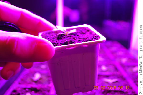 И такие стаканчики.Объём примерно 150 мл.