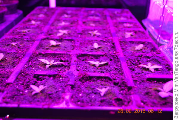 Такая кассета,объём ячейки примерно 200мл.