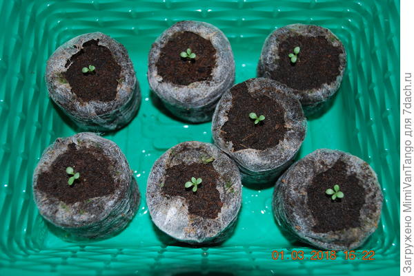 1 марта появились первые настоящие листья,а на некоторых два.