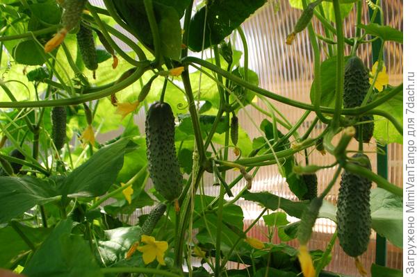 Овощи в малом объёме.