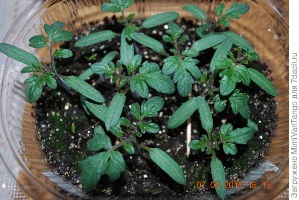 Вот проверял свои семена на всхожесть.