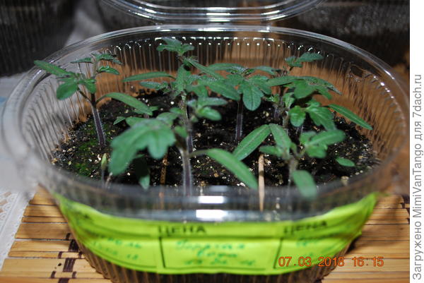 Надеюсь видно сколько грунта на пятнадцать растений?3 сантиметра максимум...без подкормок коровяком и др.0,5 литра максимум!И это на пятнадцать поделить?