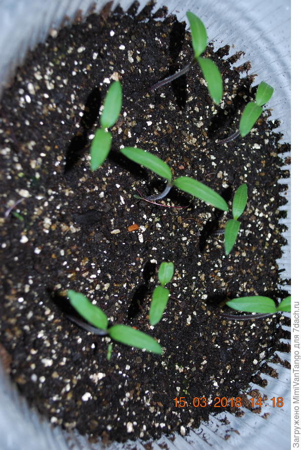 Моя лирика и Тани-тигры пока такая.Мож поздно посеял?