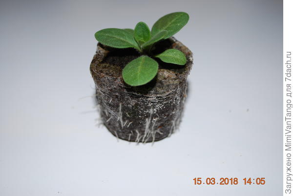 Вот петуния из той же партии.Тут понятно вершки=корешкам.Но без вершков?