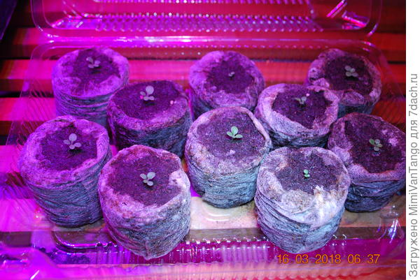 Всходы 16 марта.