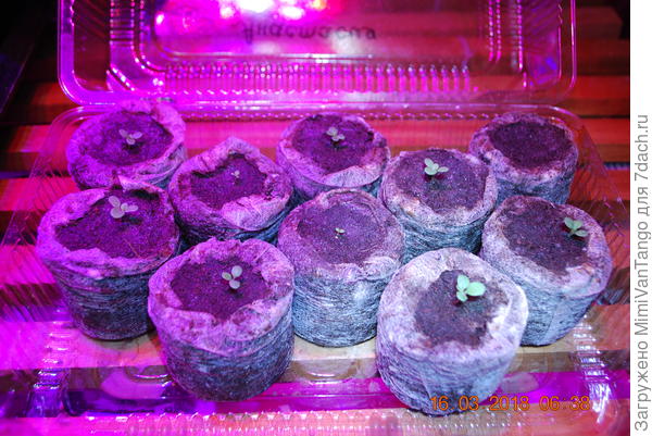 Всходы 16 марта.