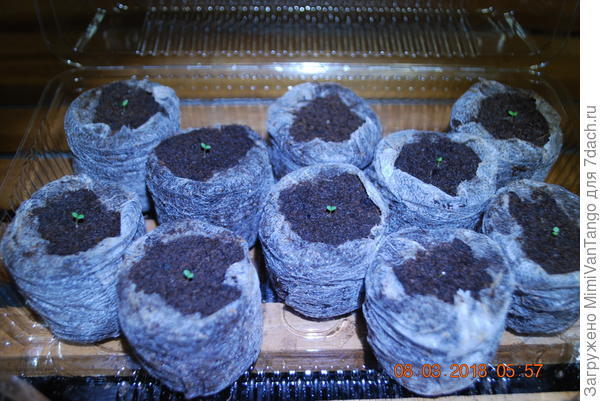 Всходы на восьмой день.