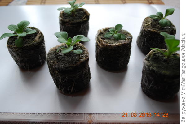 Вот в сеточке.