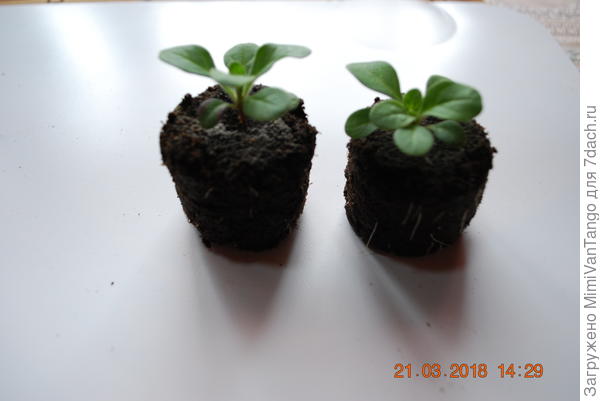 Уже без сеточки.Часть корешков обрывается,ничего страшного.