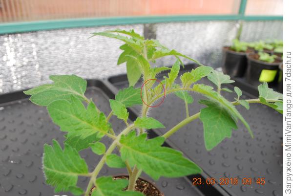 Здесь уже кисть заложена.