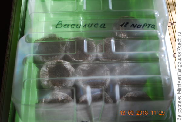 Подписываю название сорта и дату посева.Накрываю посевы прозрачным колпаком.