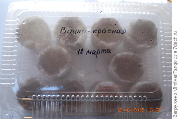 Подписываю название сорта и дату посева. Накрываю посевы прозрачным колпаком.