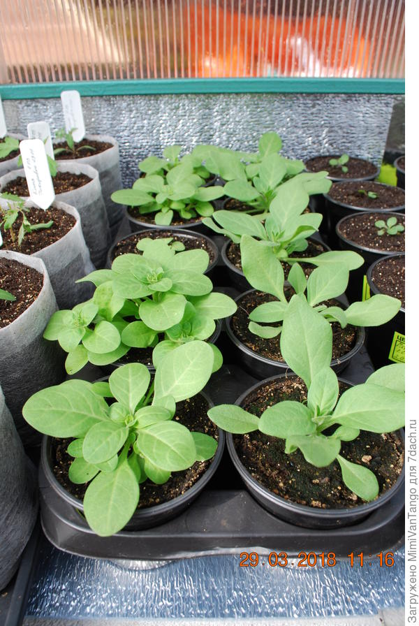 Нечего прищипывать.А сегодня ещё пышнее...и так с каждым днём.