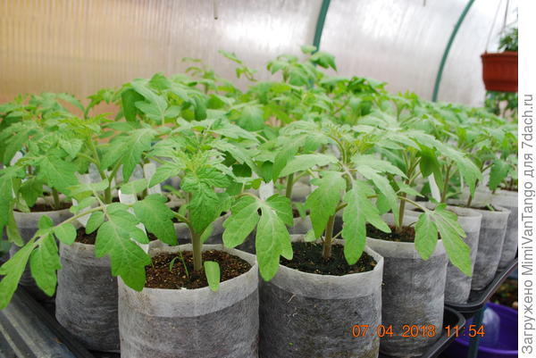 Сорта хорошие.