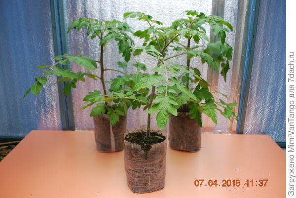 Могу поделиться.