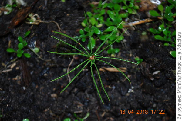 Всходы прошлого года.