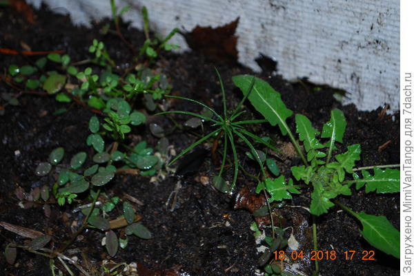 такие красавцы?