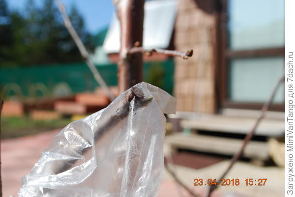 Видно что почка на привое тронулась в рост.