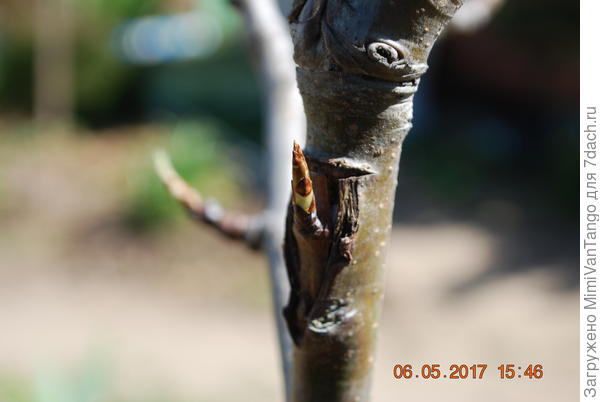 Прививка почкой.