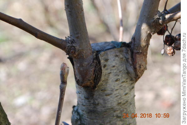 Так выглядит через два года после прививки.